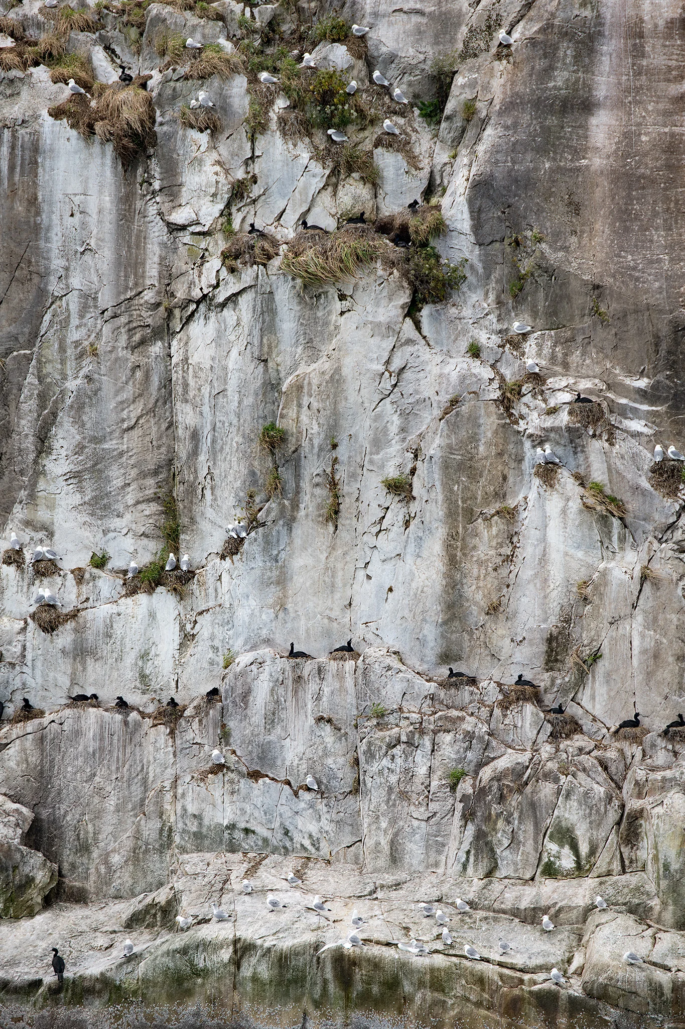 Ranger Kelly described South Marble Island as a high rise apartment building, where different birds live on different levels.