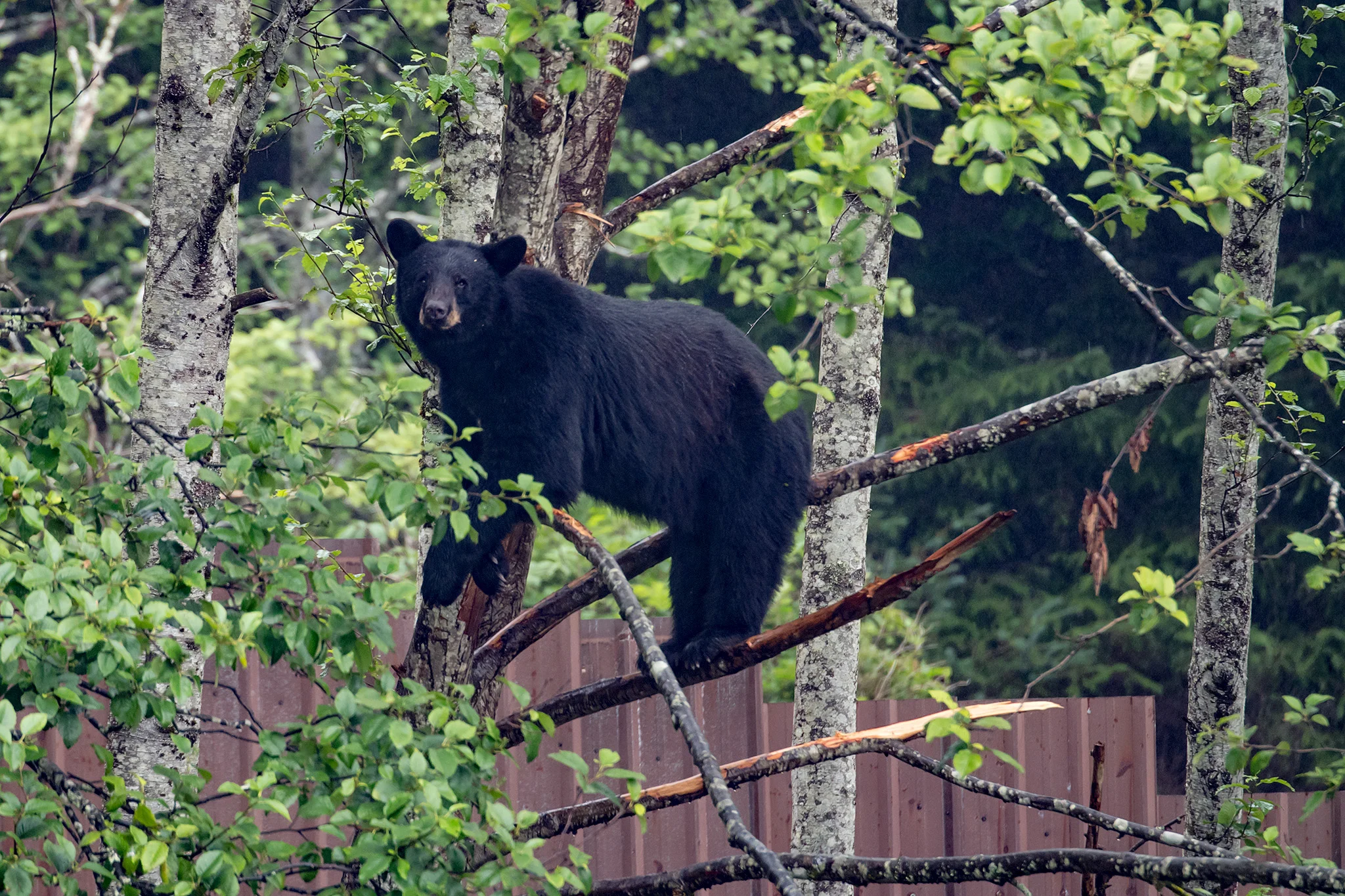 Smokey climbs a tree to get a better look down on the coastal brown bears in another enclosure.