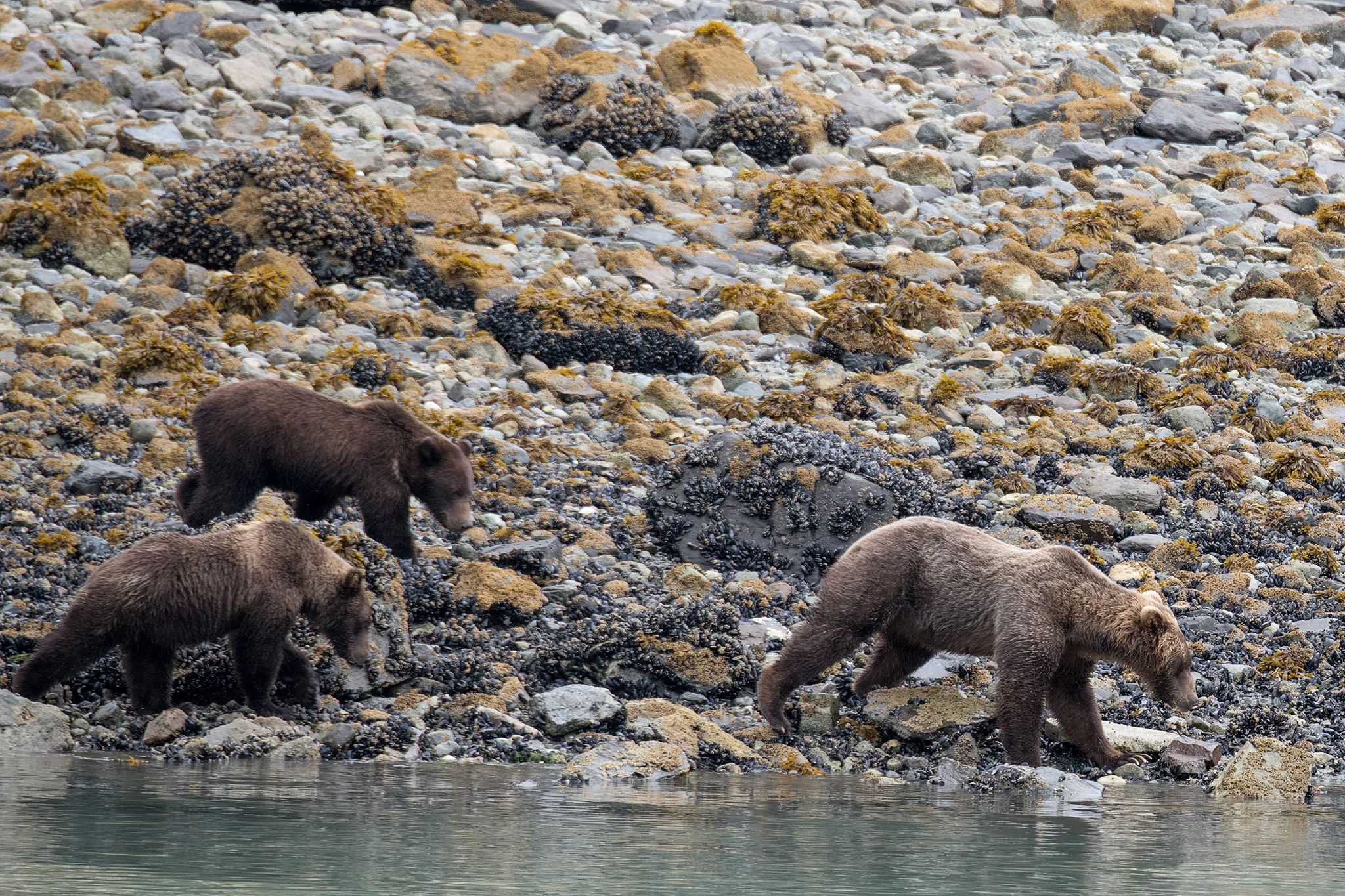 20180816 - Glacier Bay - 0673.jpg