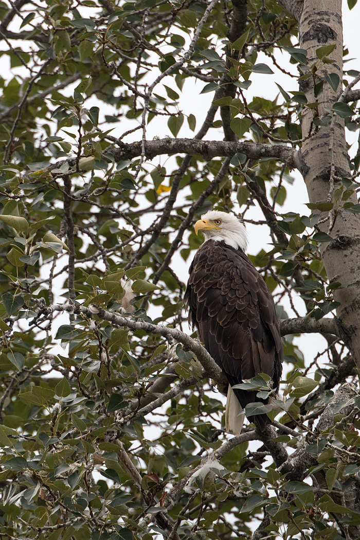 20180818 - Haines - 0667.jpg