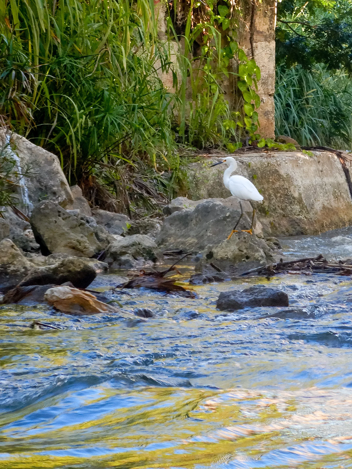 An egret along the river bank