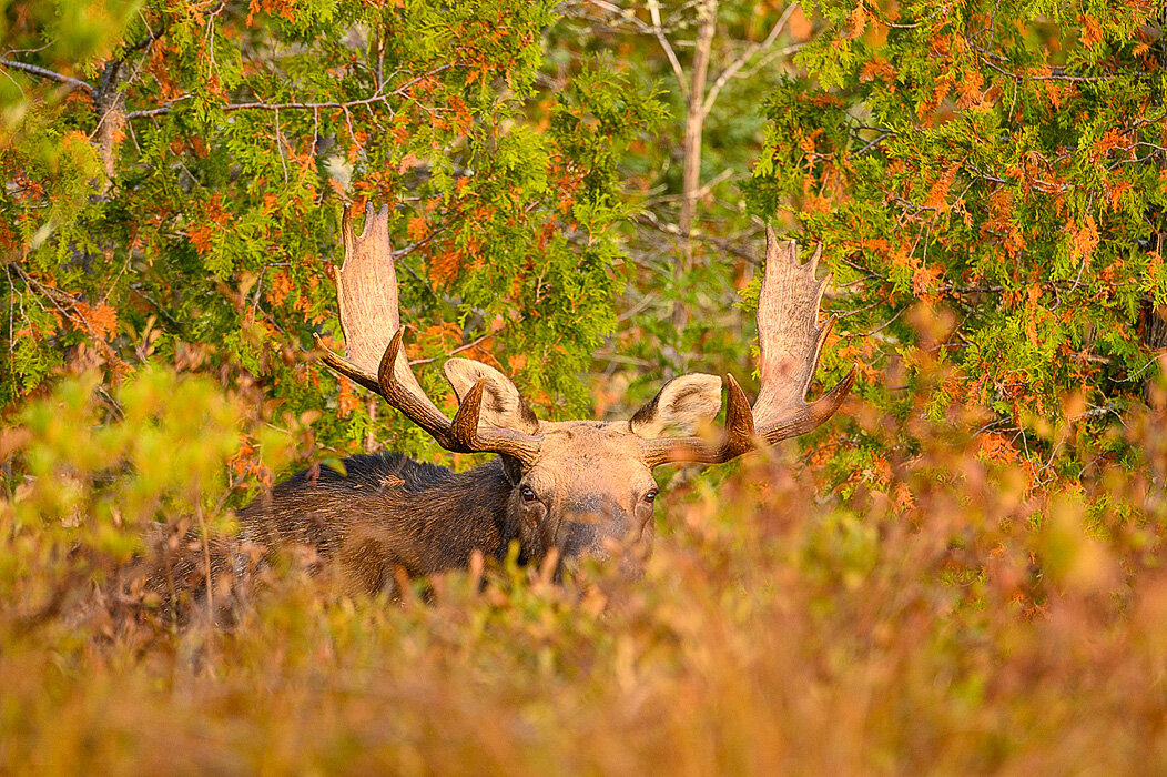moose safari trip