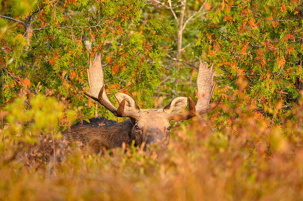 20200927 - Moose Safari - 055.jpg