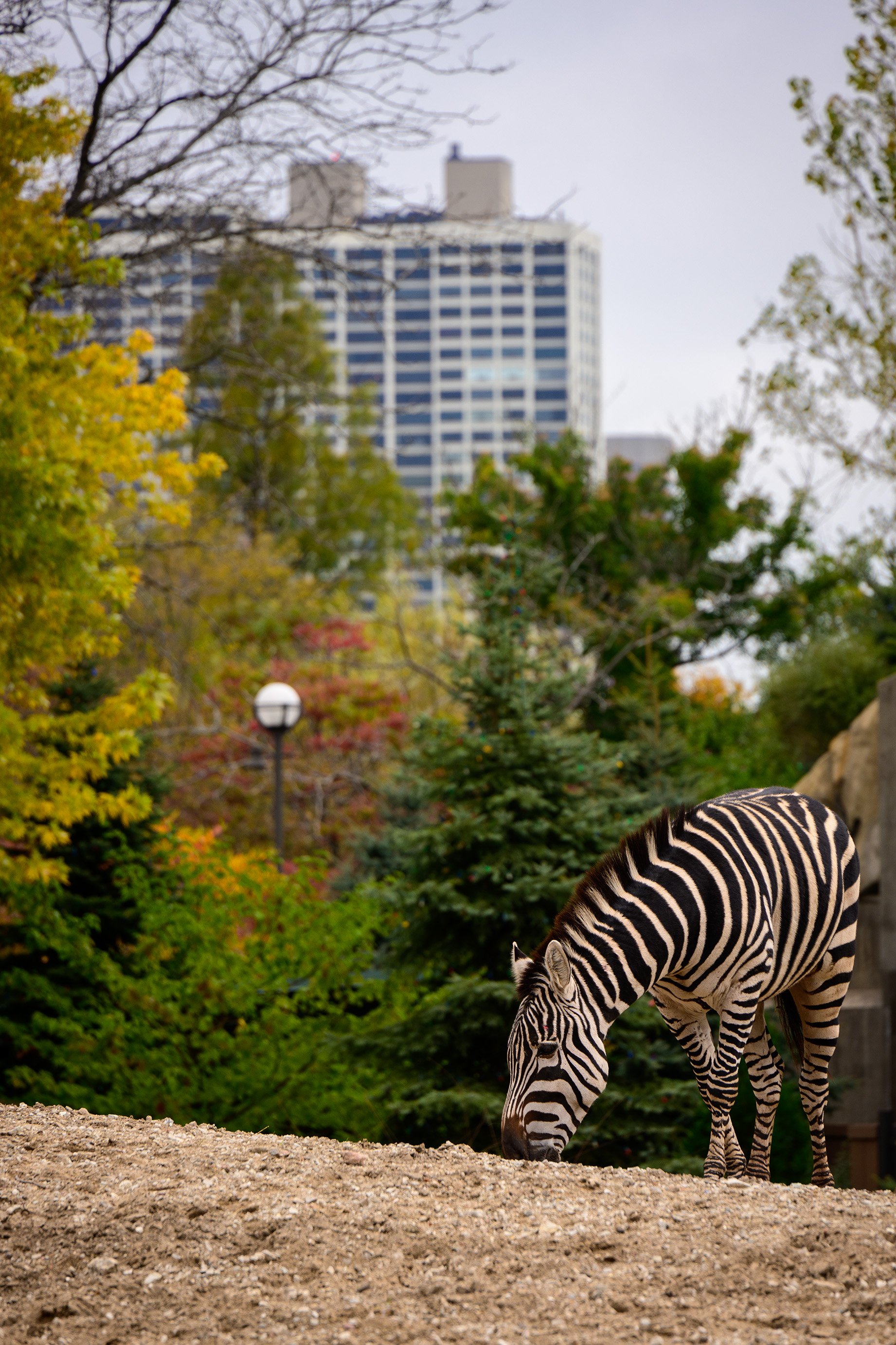 20211028 - Chicago Lincoln Park Zoo - 102.jpg