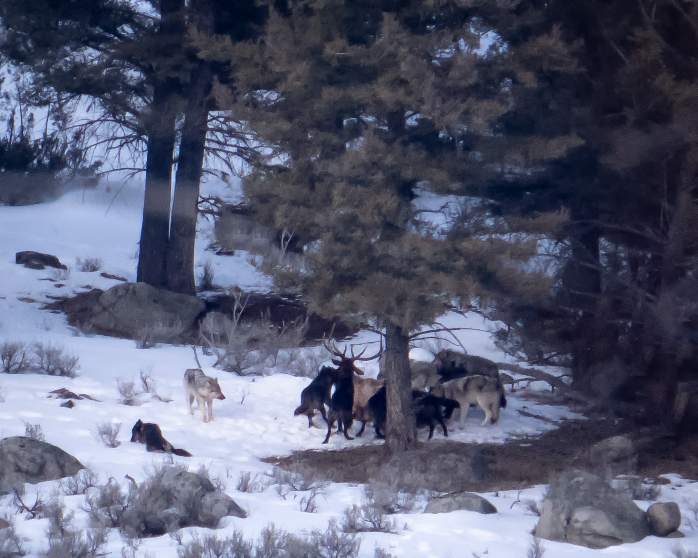 20220306 - Yellowstone Wolves - 089.jpg