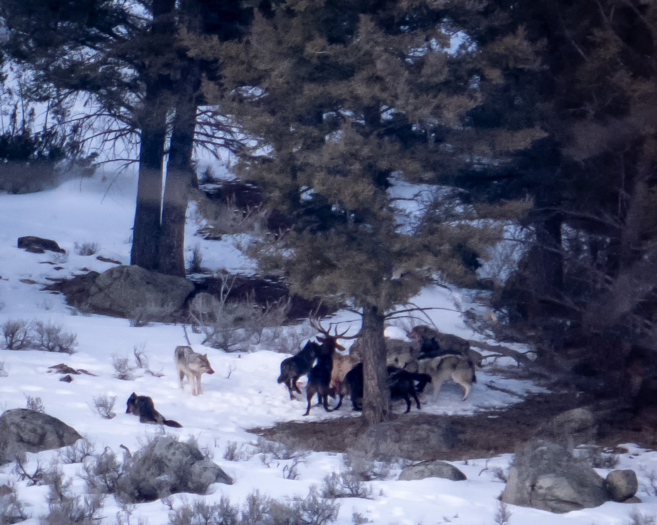 20220306 - Yellowstone Wolves - 090.jpg