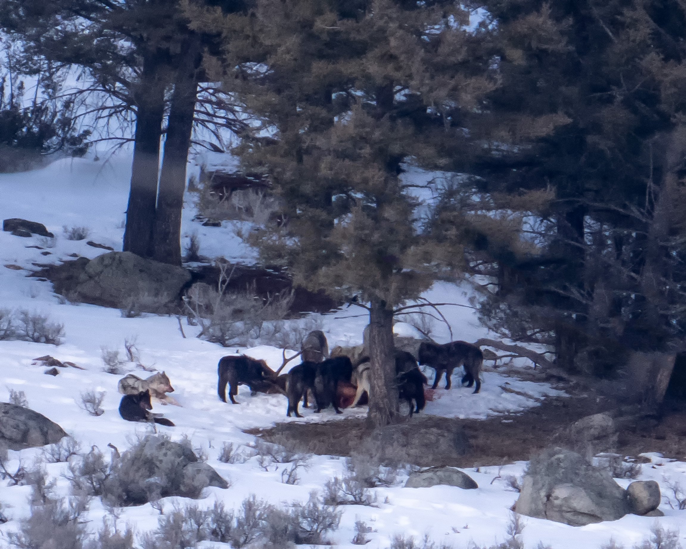 20220306 - Yellowstone Wolves - 093.jpg