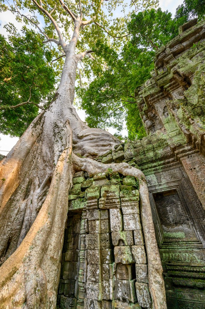 20190924 - Ta Phrom Temple - 042.jpg