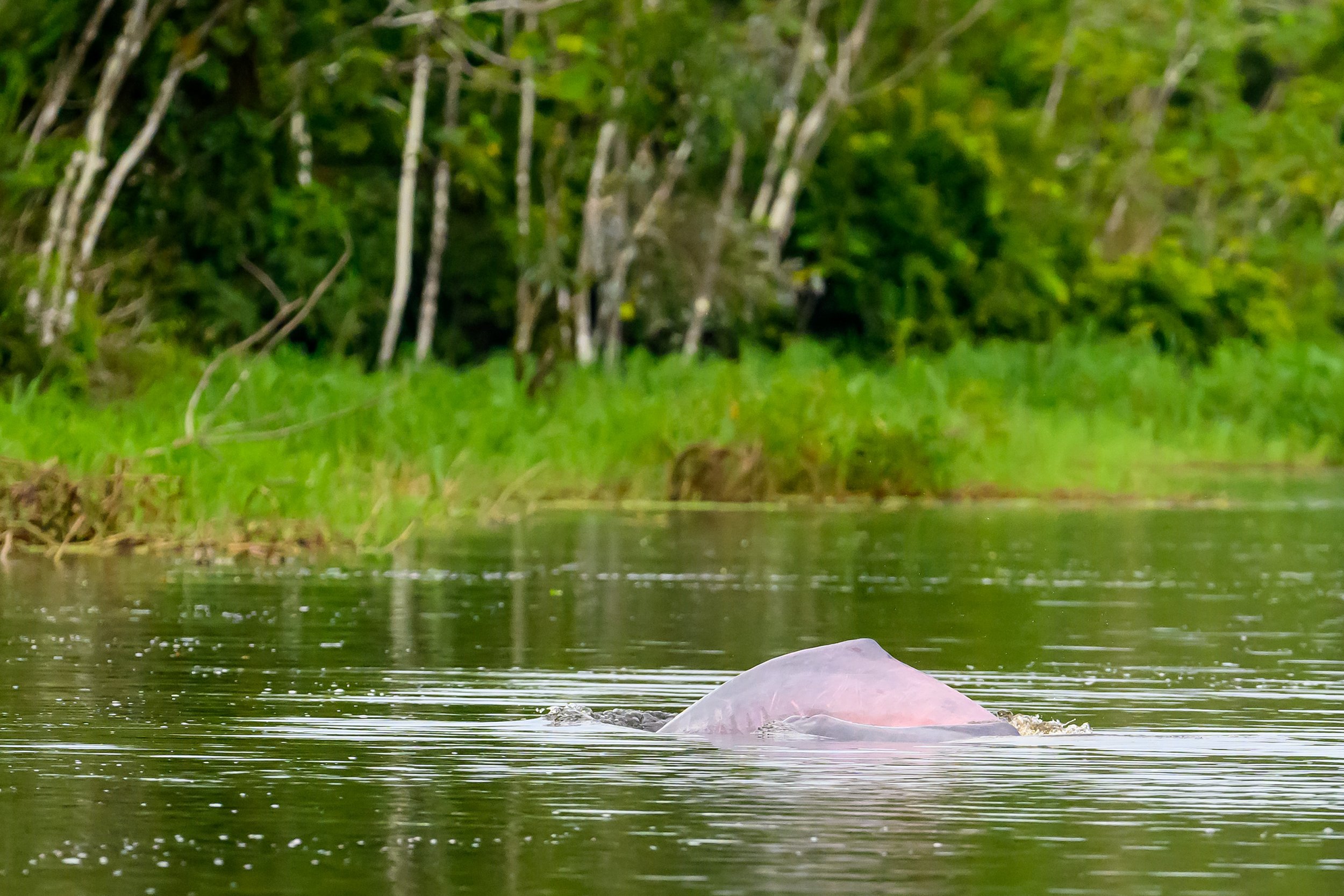 pink dolphin