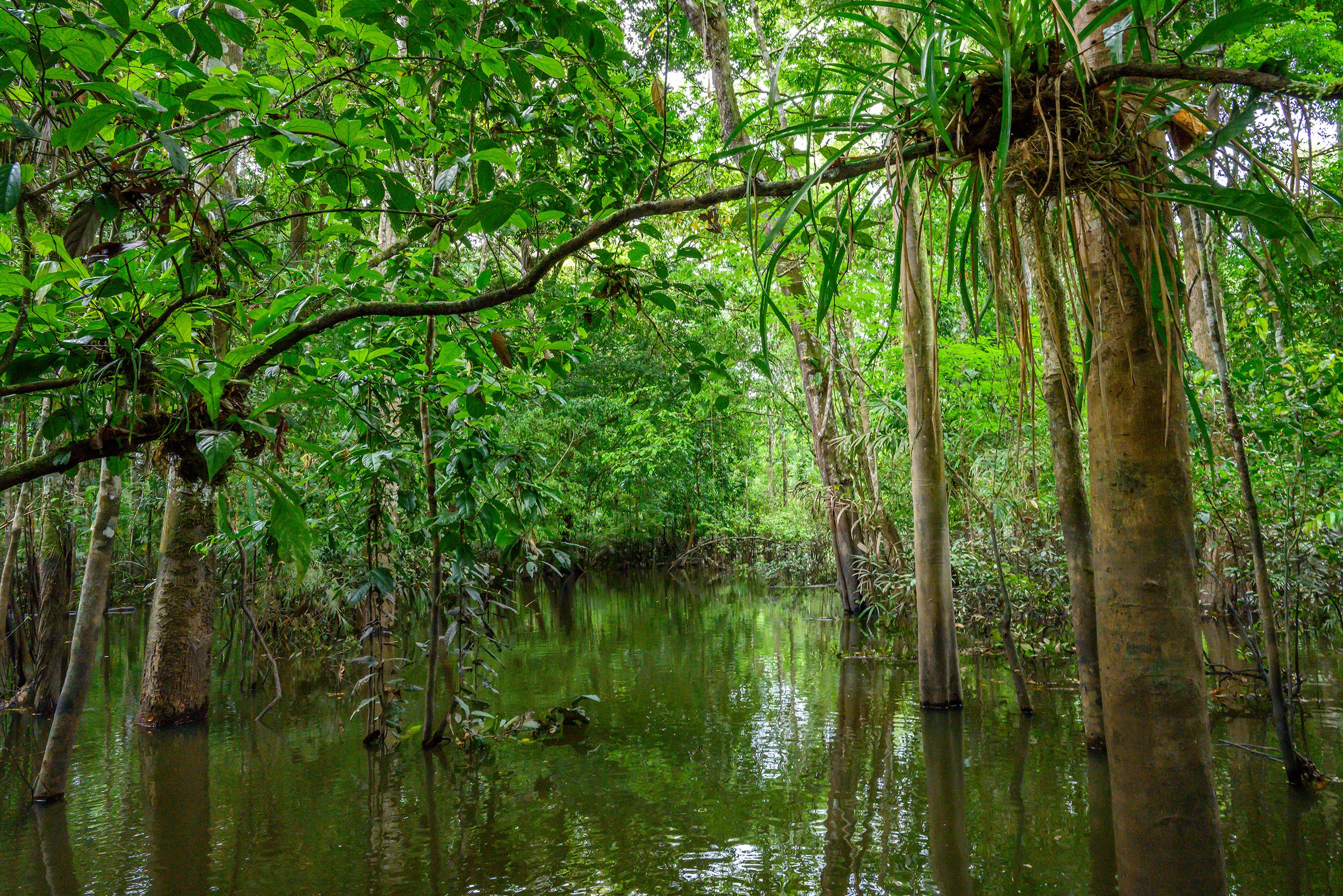Flooded mangroves lead to secret lakes