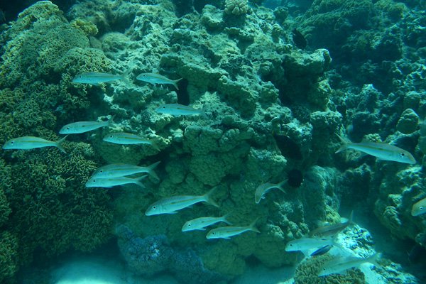 20121009 - Bora Bora (AW) - 0166.jpg