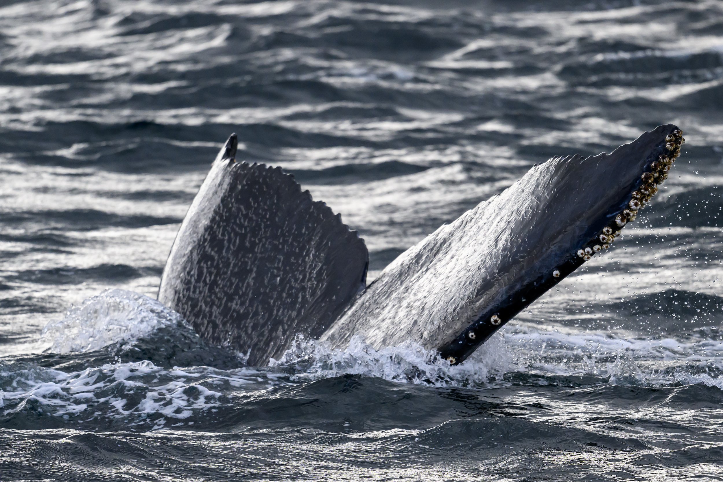 20240217 - Whale Watch in the Strait of Megellan - 1076.jpg