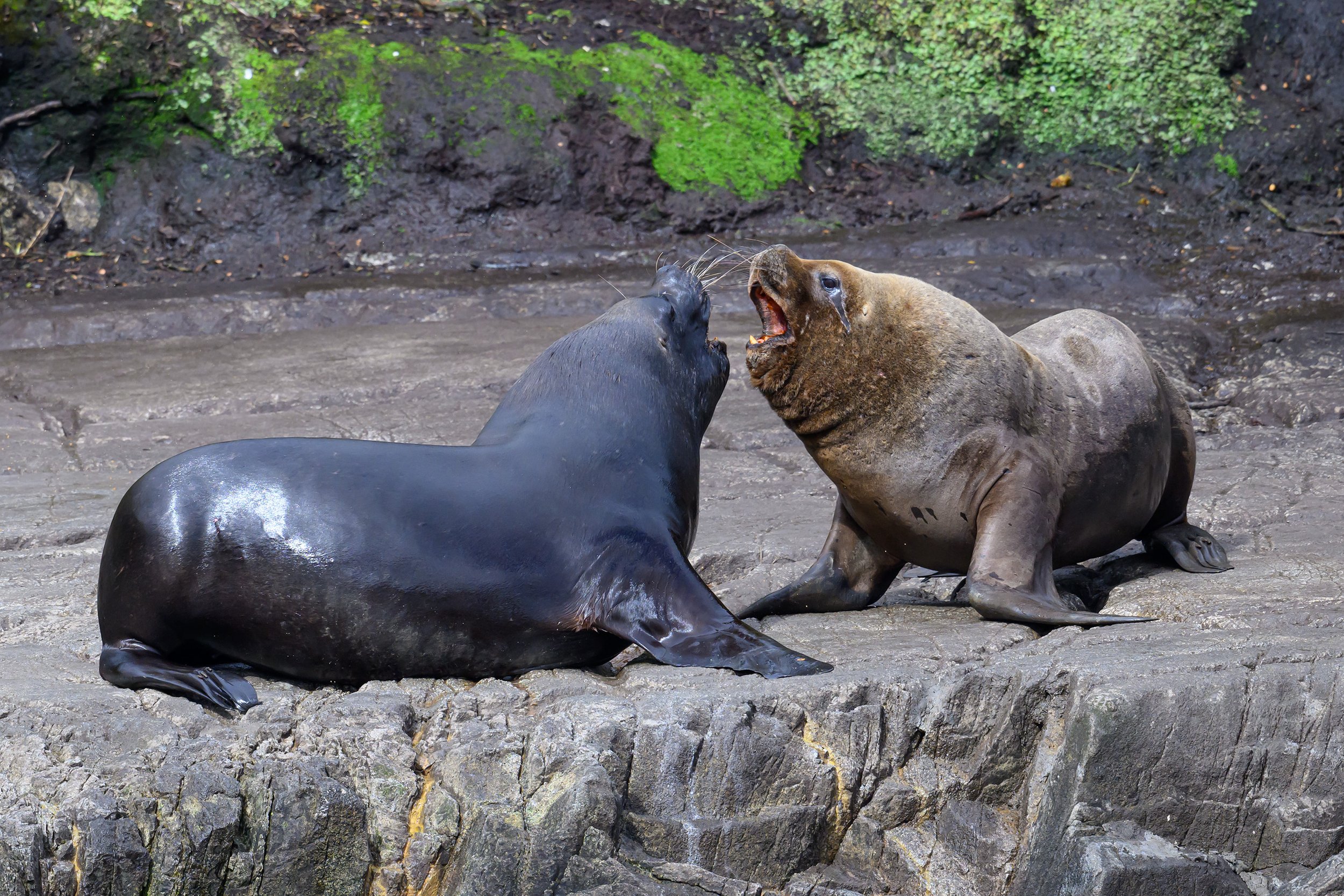 20240217 - Whale Watch in the Strait of Megellan - 1471.jpg