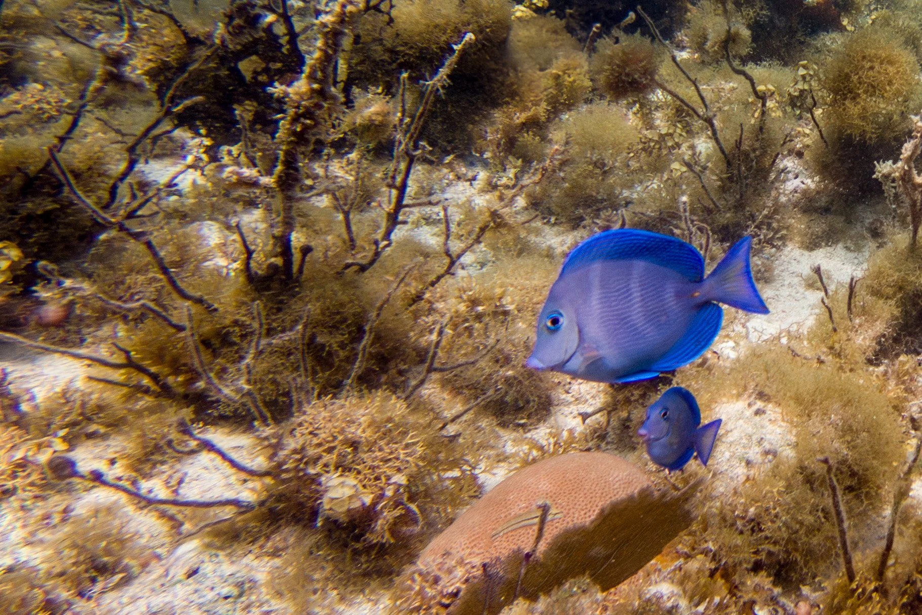 20250312 - Jamaica UW - 236-Enhanced-NR.jpg