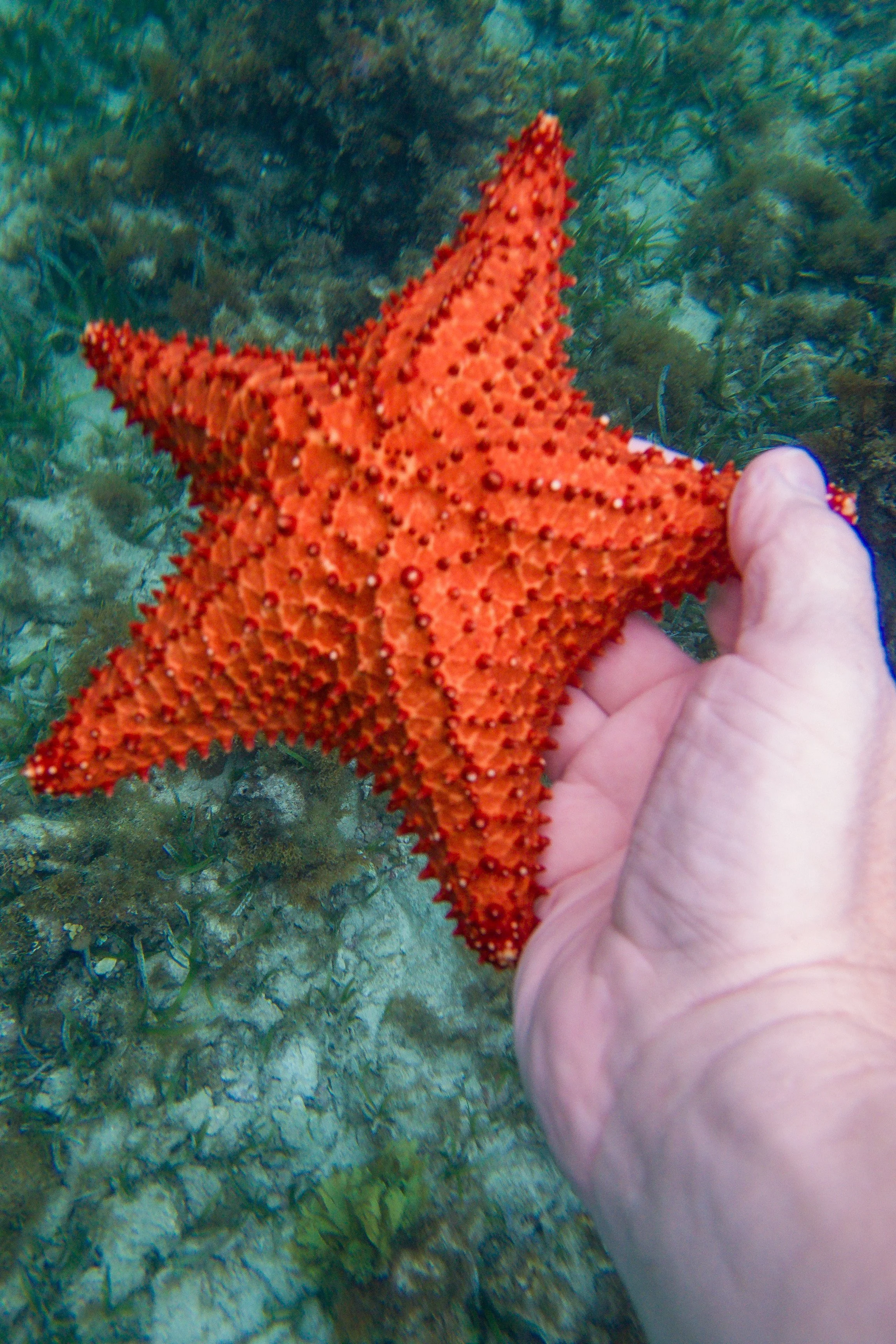 20250313 - Jamaica UW - 266.jpg