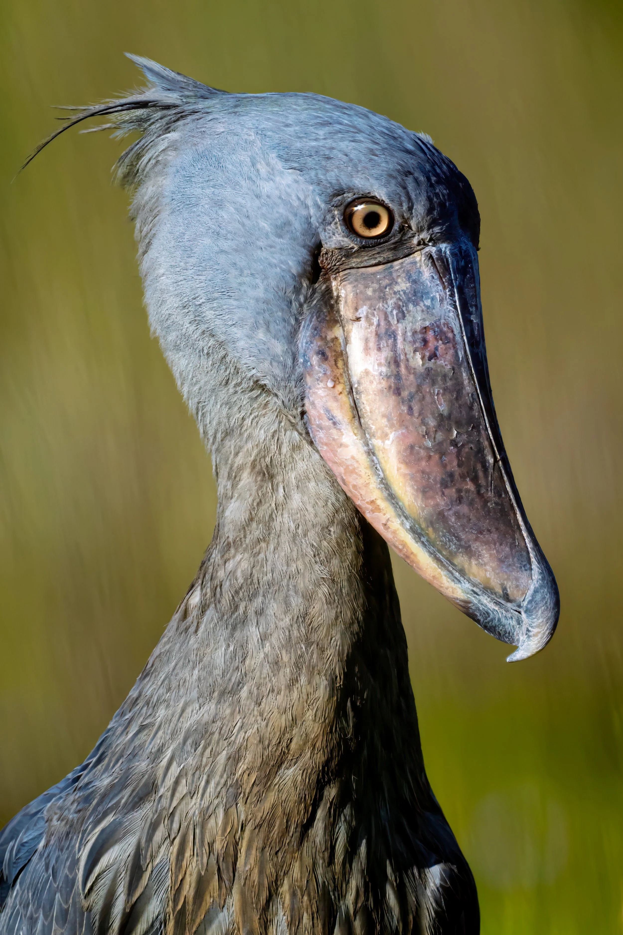 20250506 - Mabamba Swamp - 0876.jpg