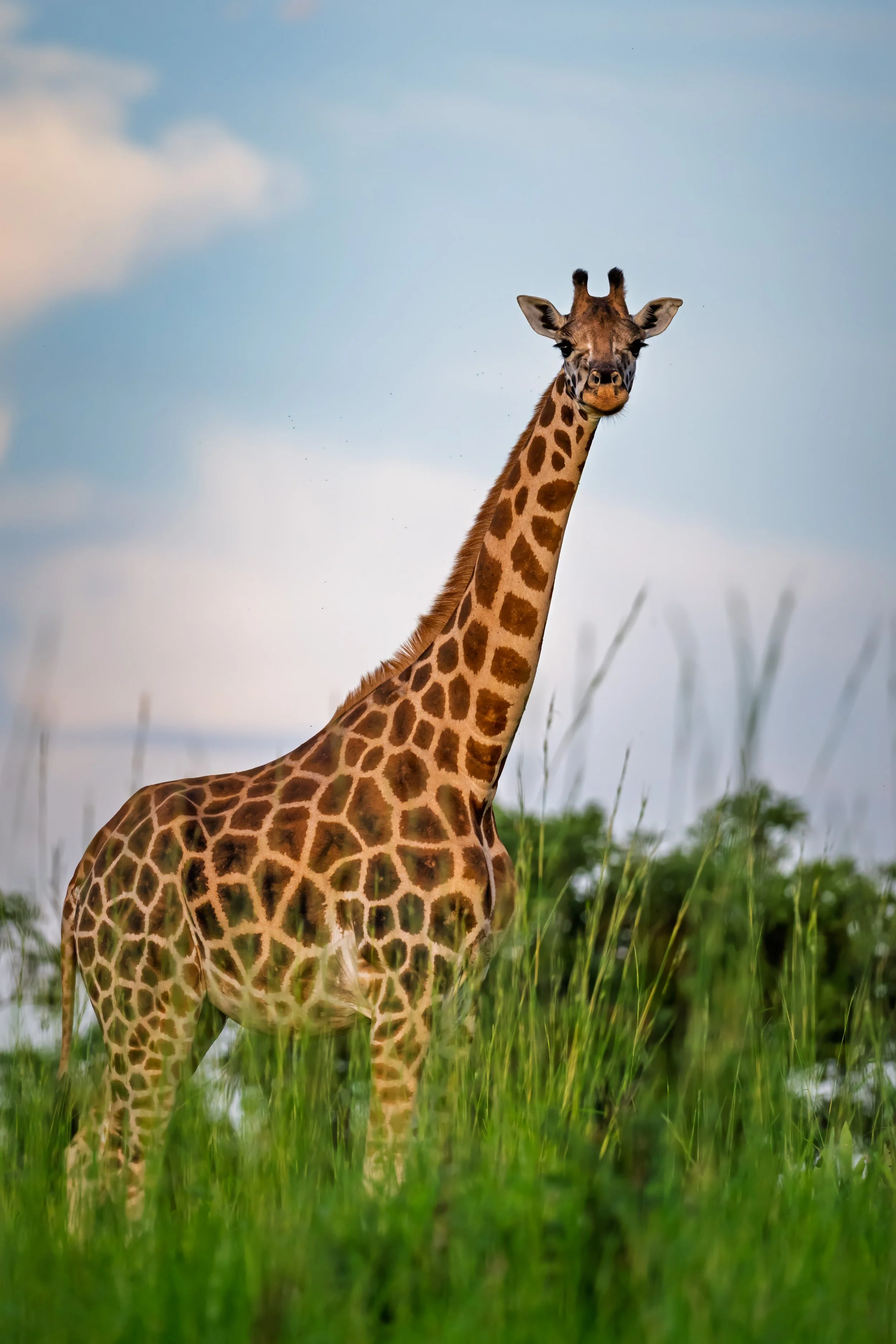 20250509 - Murchison Falls NP - 0048.jpg