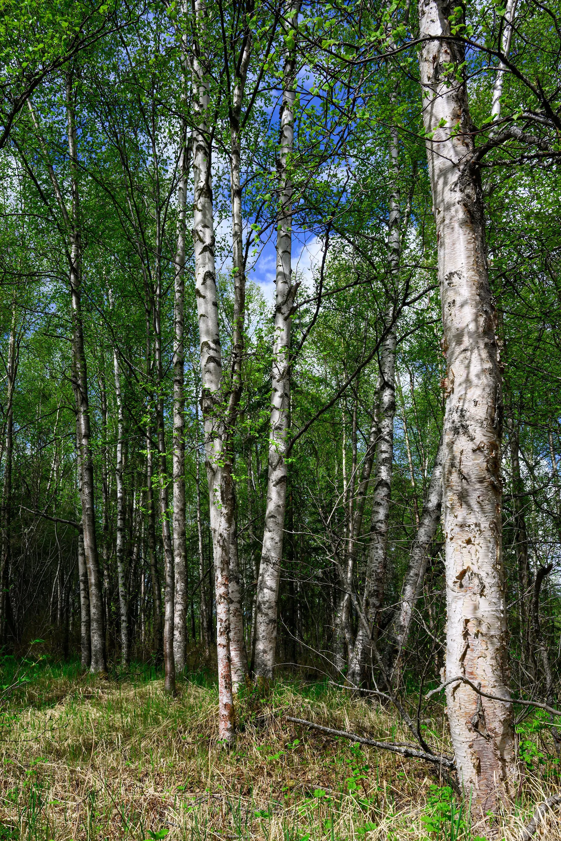 20260528 - Anchorage - 106.jpg