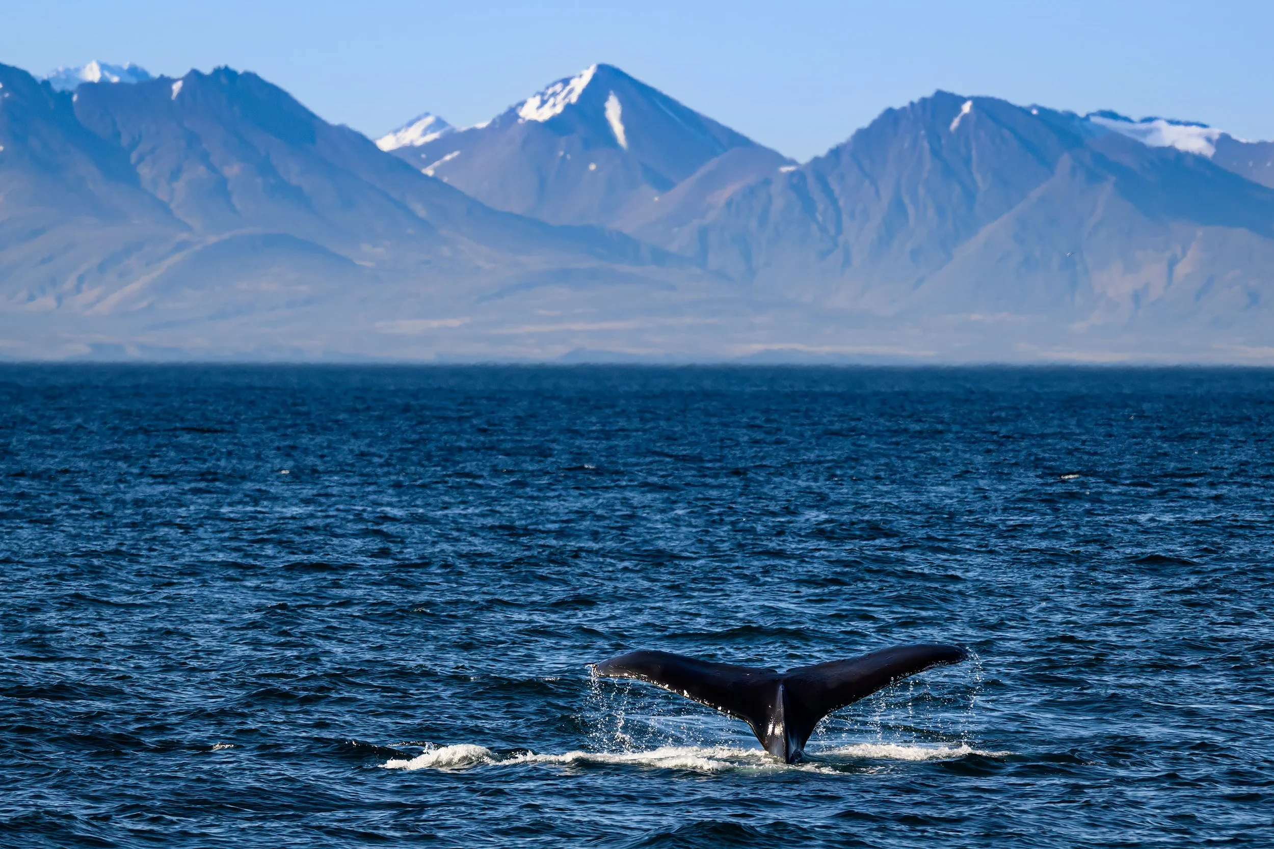 20260604 - Whale Watch Cruising - 130.jpg