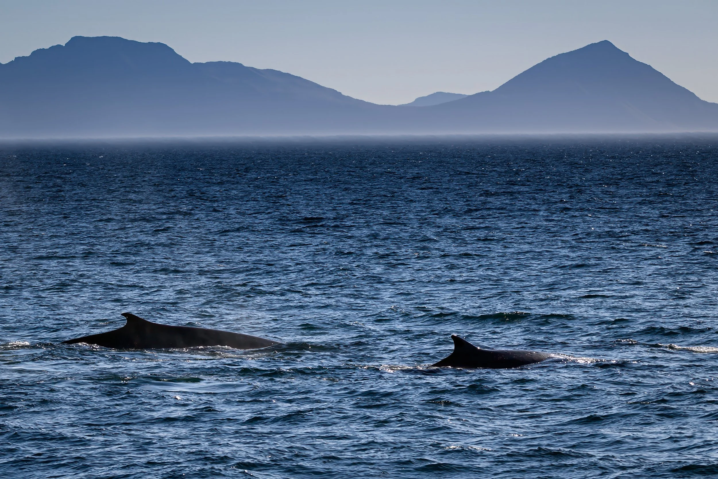 20260604 - Whale Watch Cruising - 241.jpg