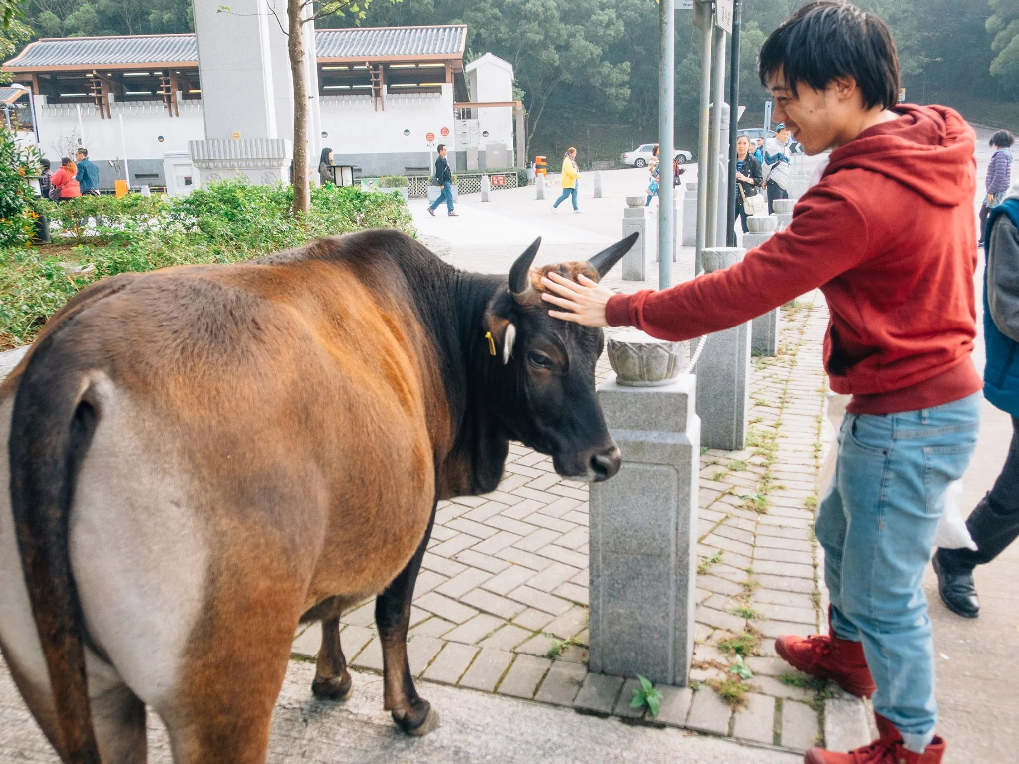 U.S. entrance form: "Did you touch any livestock?" ... *thinks* ... ... ...