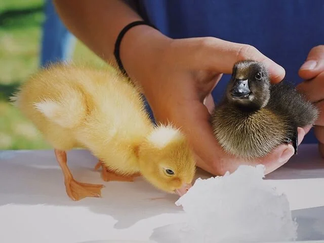 May I introduce you to the Shack Quack Pack? @pets_of_joshs