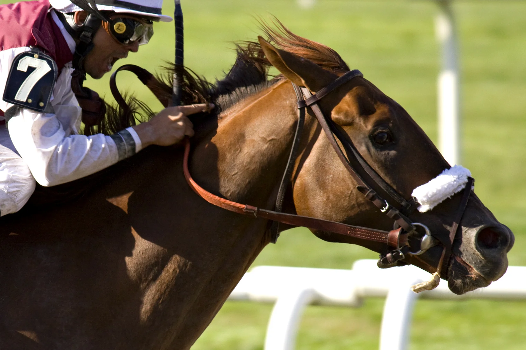 Millionaire and Breeders' Cup Classic placed Fly Down - $80,000 purchase