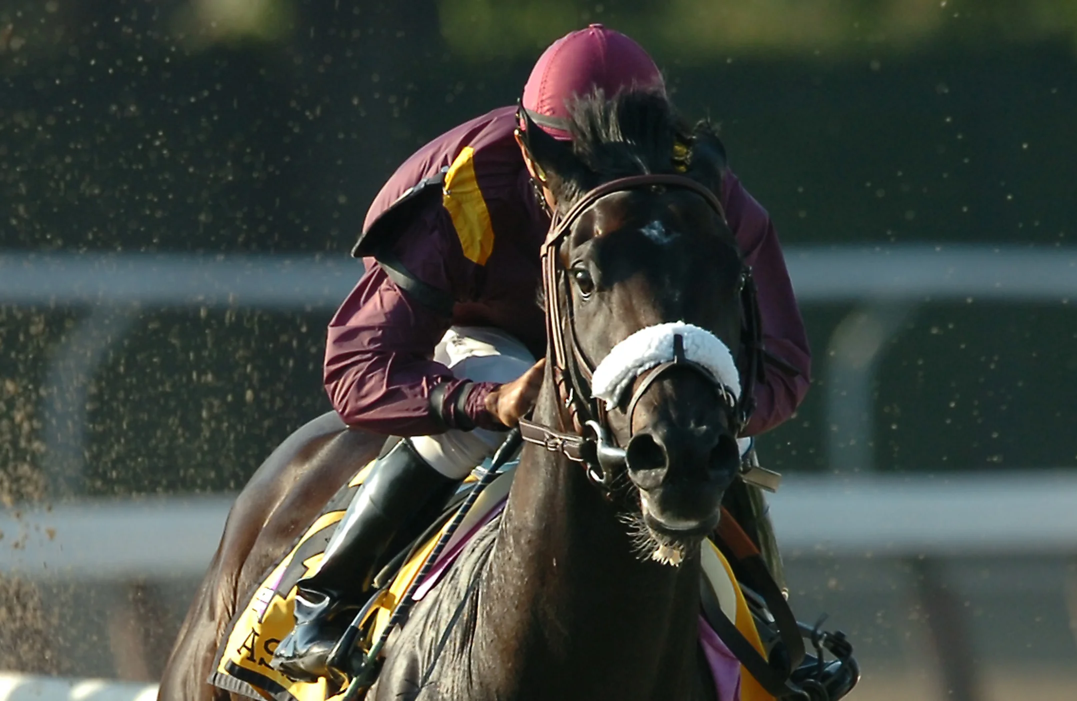 Breeders' Cup Juvenile and eclipse award winner War Pass - $180,000 purchase