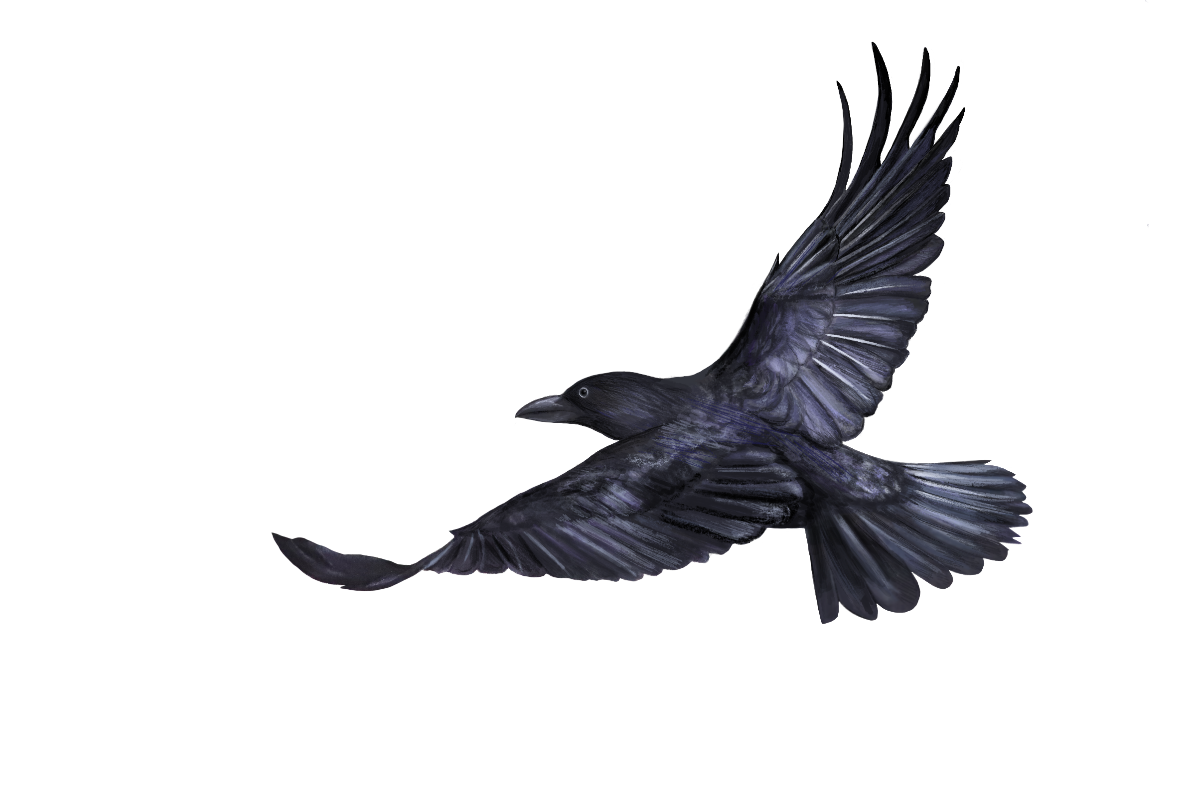 Clever Bird_Final_1102180.png