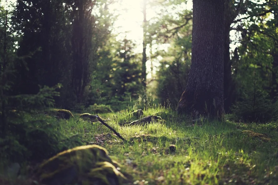 wood-nature-sunny-forest-large.jpg