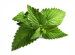 PEPPERMINT OIL