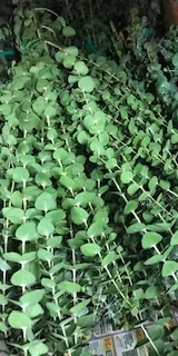 Greenery for Events and Weddings