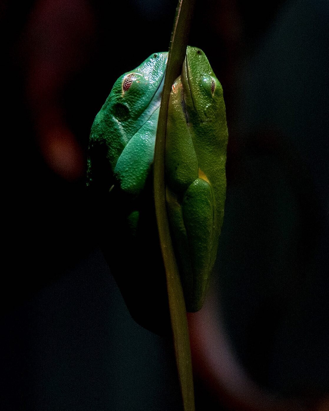 Duality
- - - - -
#frog #frogs #amphibian #fineart #fineartphotography #art #artist #artistsoninstagram #instagood #photooftheday #nikon #nikonusa #nikonphotography
- - - - -
1/640 | f8 | 3200 | 500mm