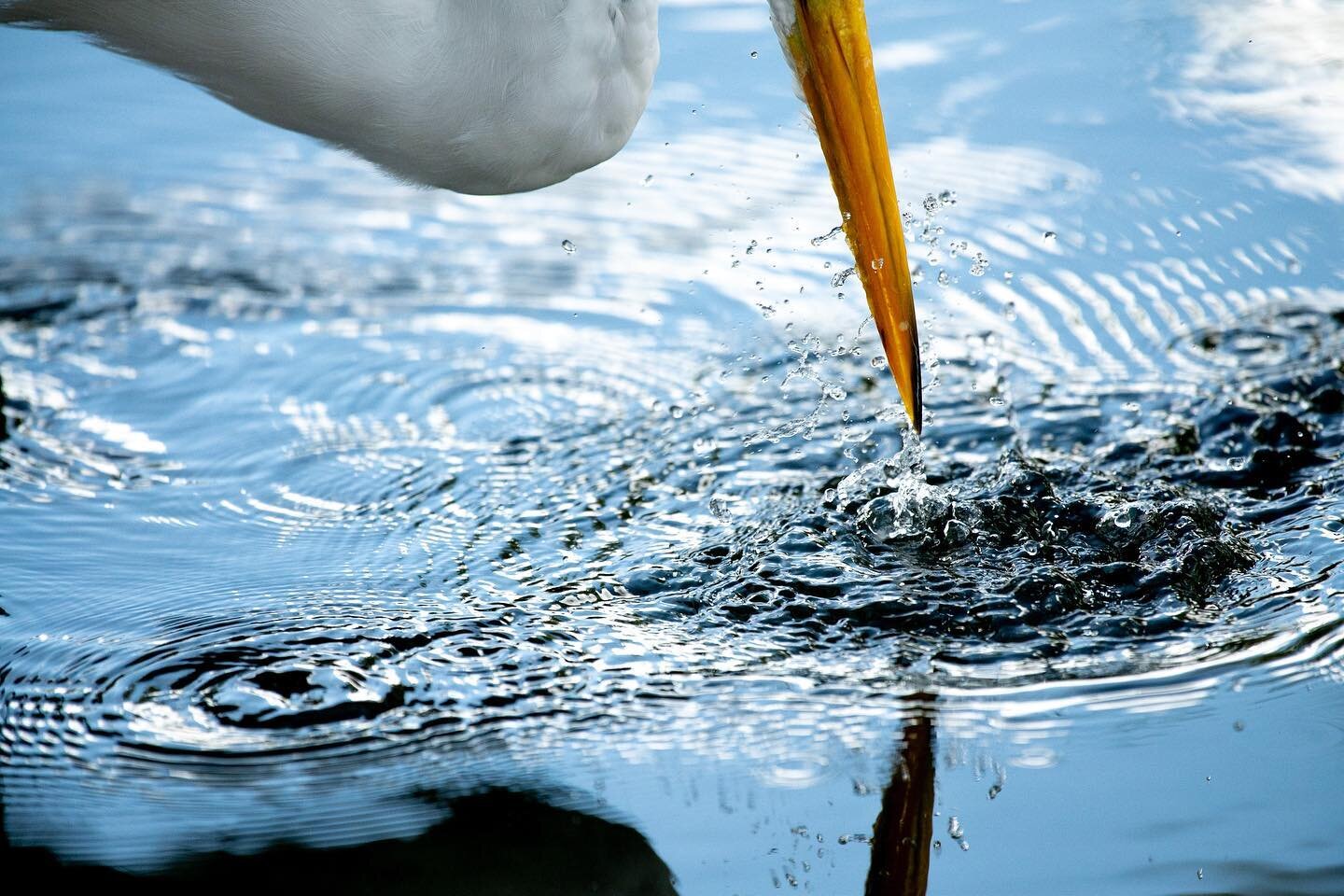 Boo! Back in time for spooky season 👻
- - - - -
#egret #fineart #fineartphotography #wildlife #wildlifephotography #art #artist #artistsoninstagram #nikon #nikonphotography #nikonusa #instagood #photoofday
- - - - -
1/2000 | f5.6 | 800 | 500mm