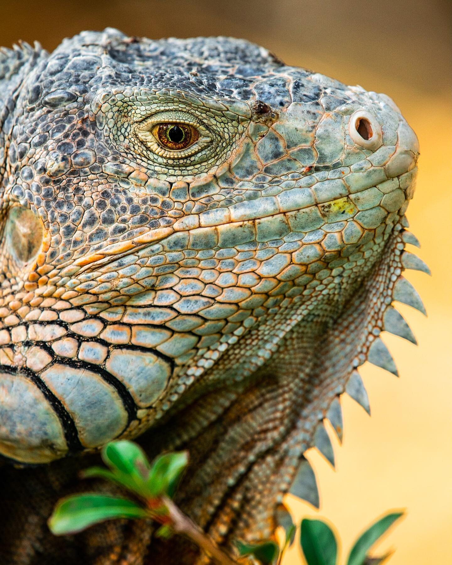 Perfectly concealed
- - - - -
#iguana #reptile #reptilesofinstagram #fineart #fineartphotography #art #artist #artistsoninstagram #wildlife #wildlifephotography #nikon #nikonphotography #nikonusa #instagood #photooftheday 
- - - - -
1/1250 | f5.6 | 6