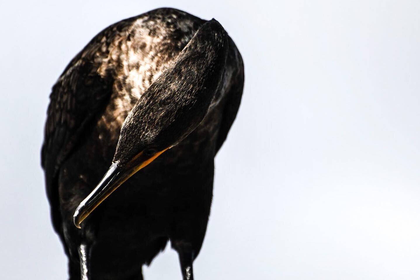Spectral lookout
- - - - -
#cormorant #bird #birdphotography #wildlife #wildlifephotography #everglades #fineart #fineartphotography #art #artist #artistsoninstagram #nikon #nikonphotography #nikonusa #instagood #photooftheday
- - - - -
1/2000 | f5.6