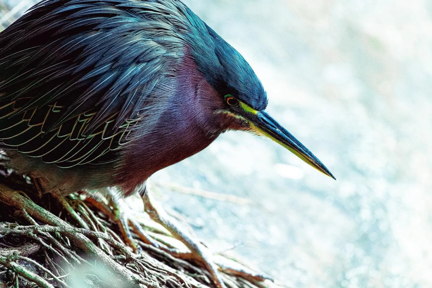 It ain&rsquo;t easy being green
- - - - -
#bird #birdsofinstagram #birdphotography #wildlife #wildlifephotography #art #fineart #artist #artistsoninstagram #nikon #nikonphotography #greenheron #heron
- - - - -
1/160 | f5.6 | 6400 | 500mm