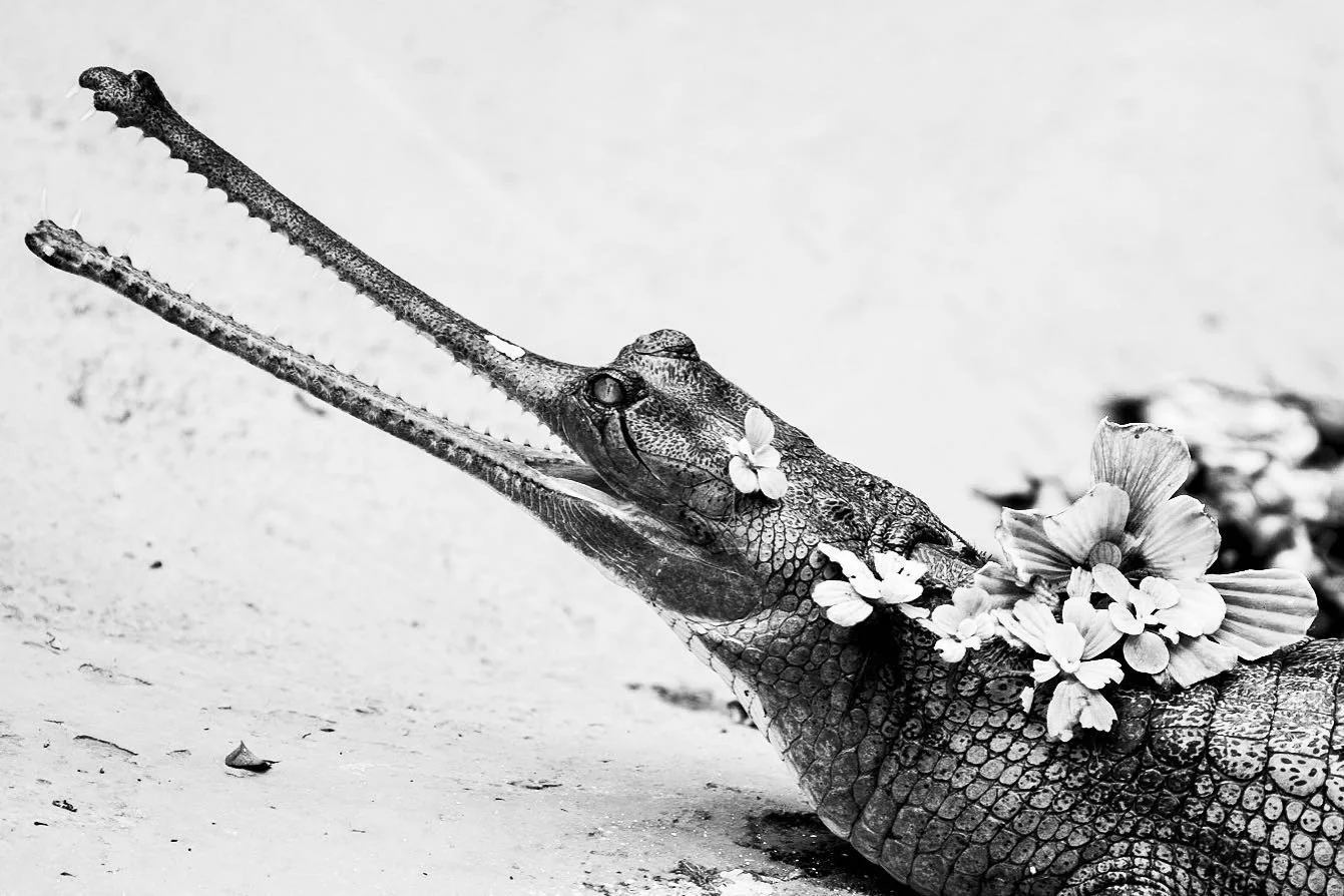Costumes were so last week, hope everyone had a fun Halloween! 🎃
- - - - -
#gharial #reptile #fineart #art #fineartphotography #artistoninstagram #nikon #nikonphotography #nikonusa #instagood #photooftheday 
- - - - -
1/500 | f4 | 320 | 280mm