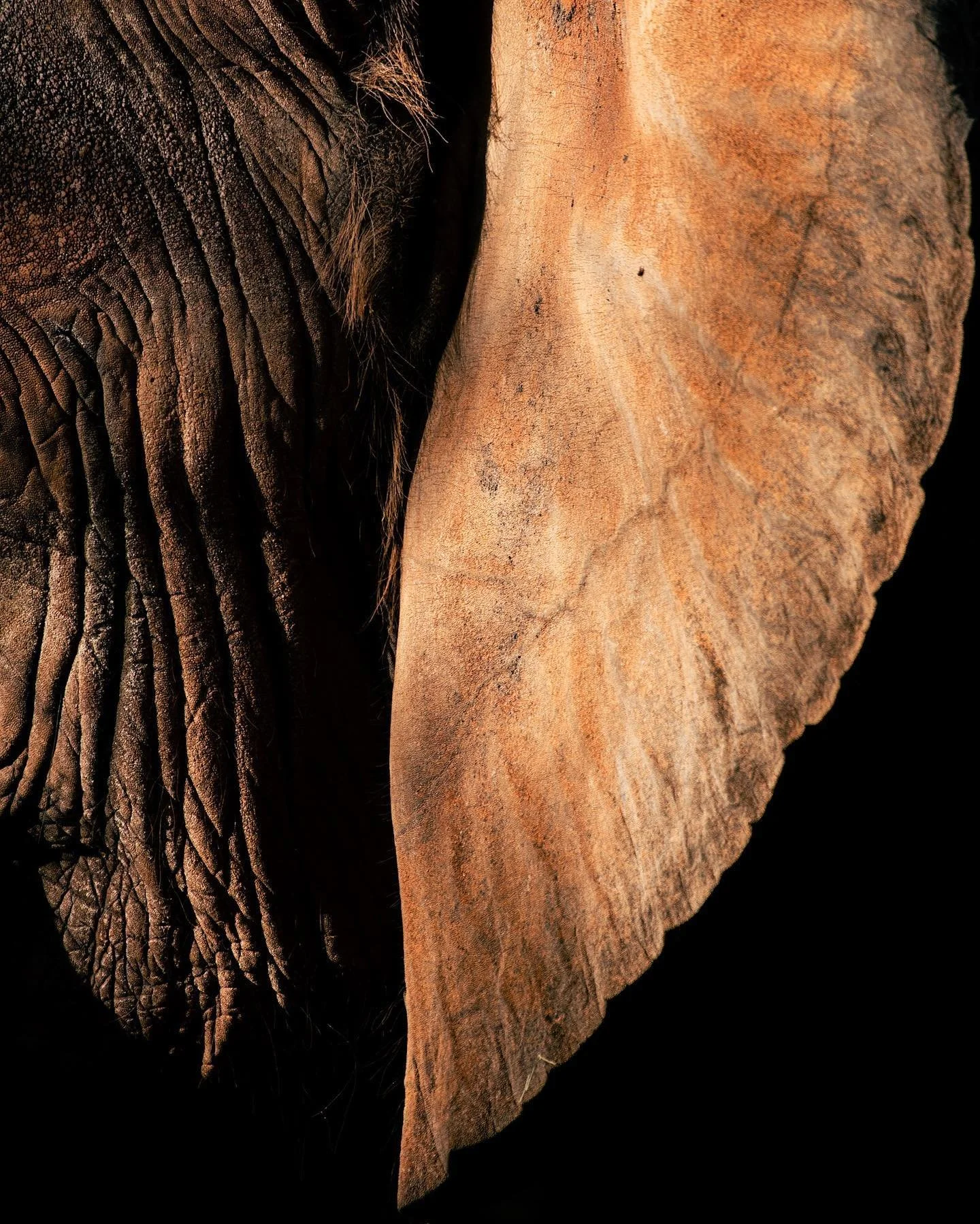 This one felt reminiscent of my last post, and I just love the textures elephants have.
- - - - -
#elephant #fineart #fineartphotography #art #artist #artistsoninstagram #nikon #nikonphotography #nikonusa #instagood #photooftheday
- - - - -
1/1250 | 