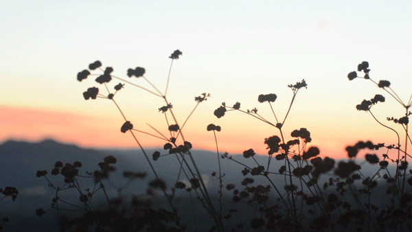 plants_subtle_sunset_600.gif