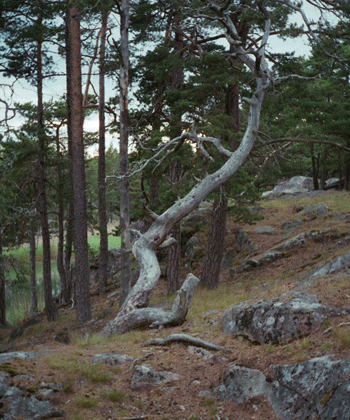 Dead_Tree_350x420.gif