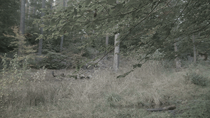 Forest_Leafs_420x236.gif