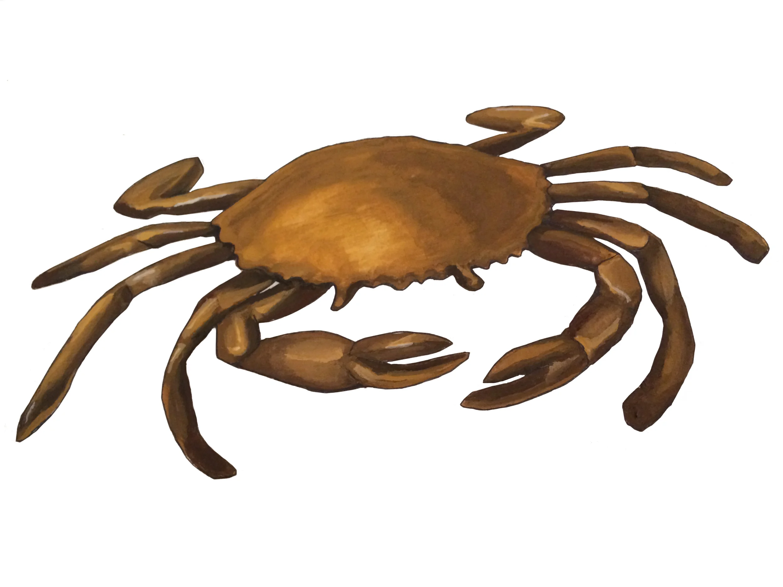 crab1.jpg