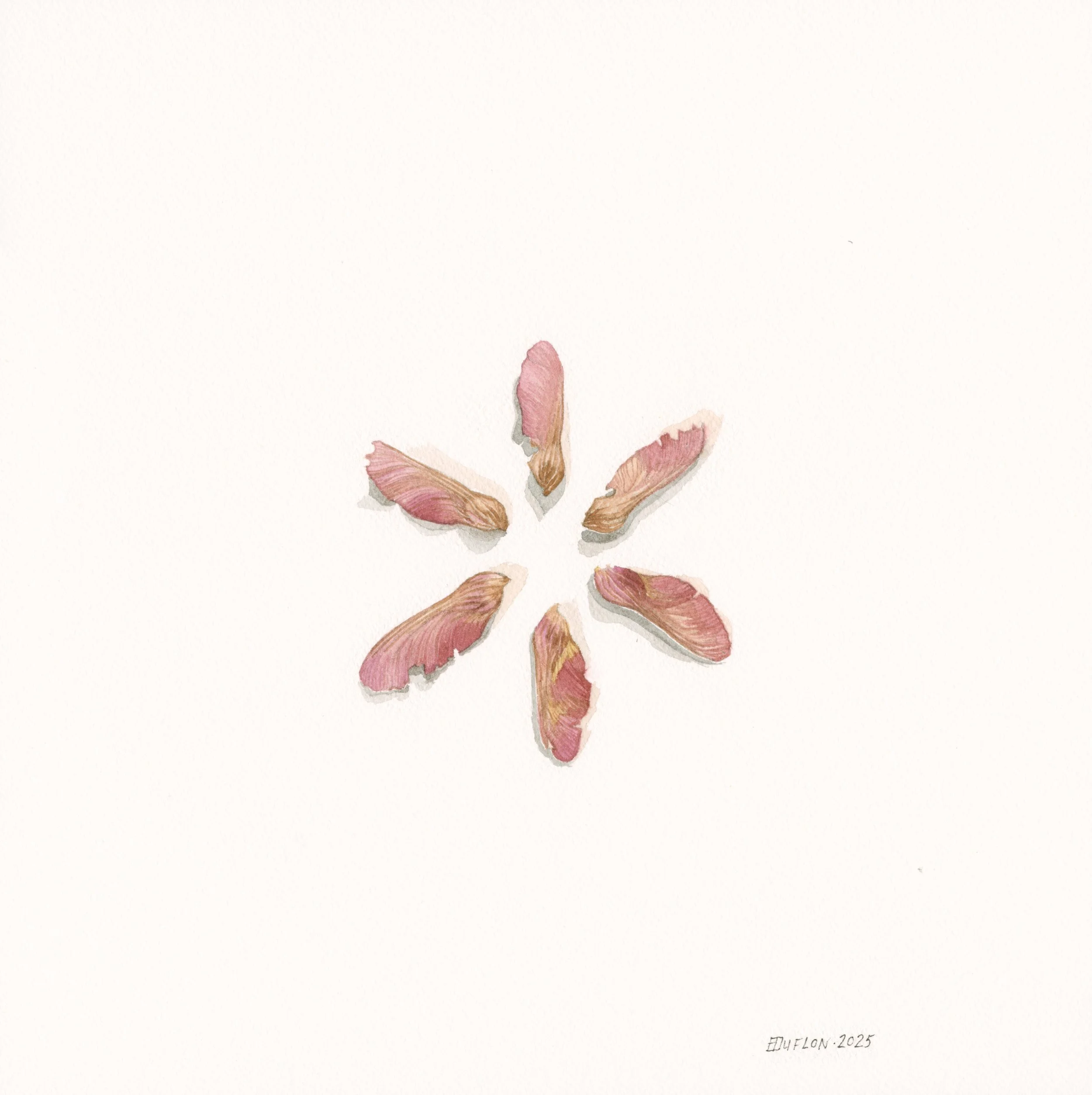 Six Maple Seeds