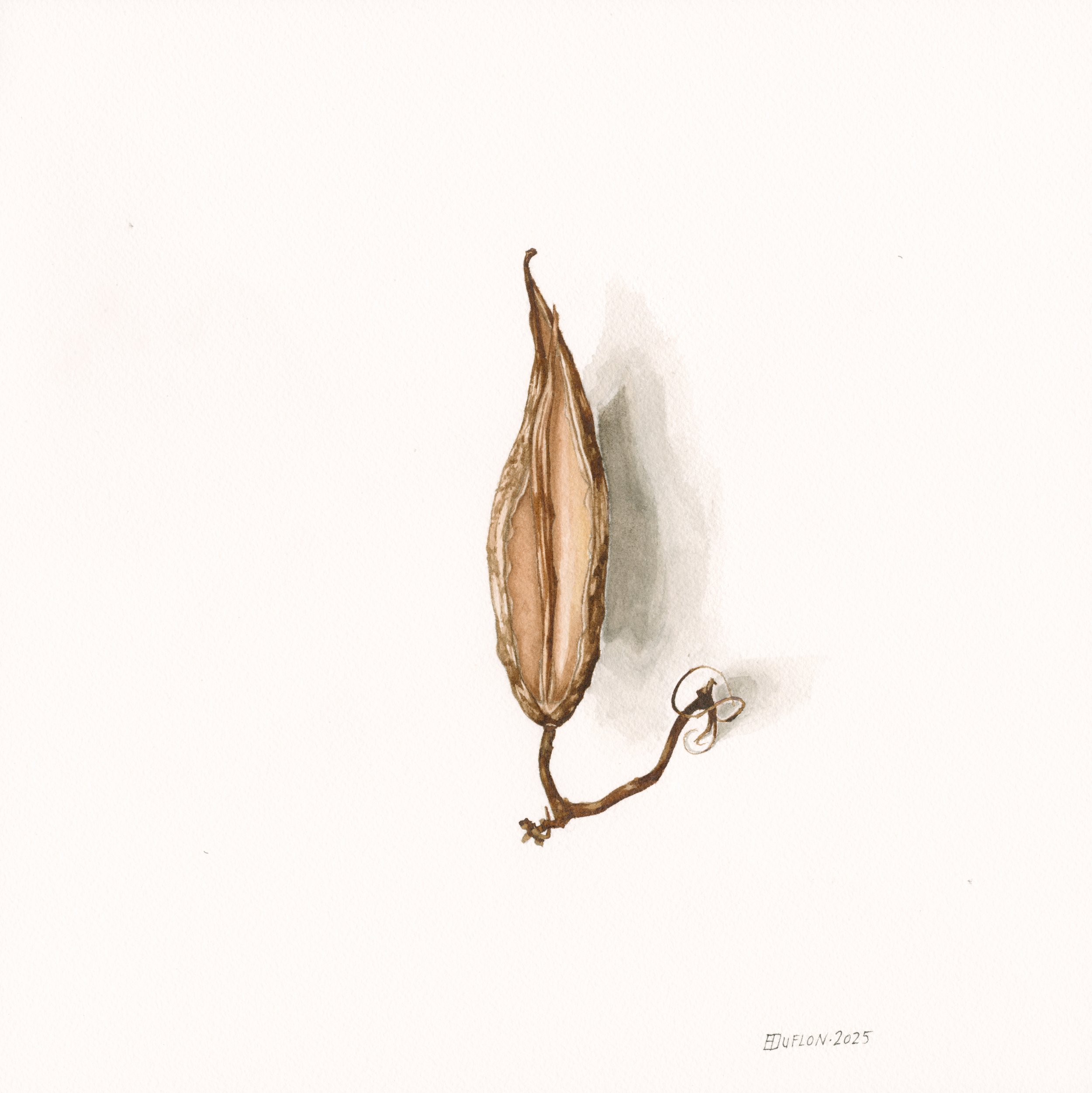 Milkweed Pod