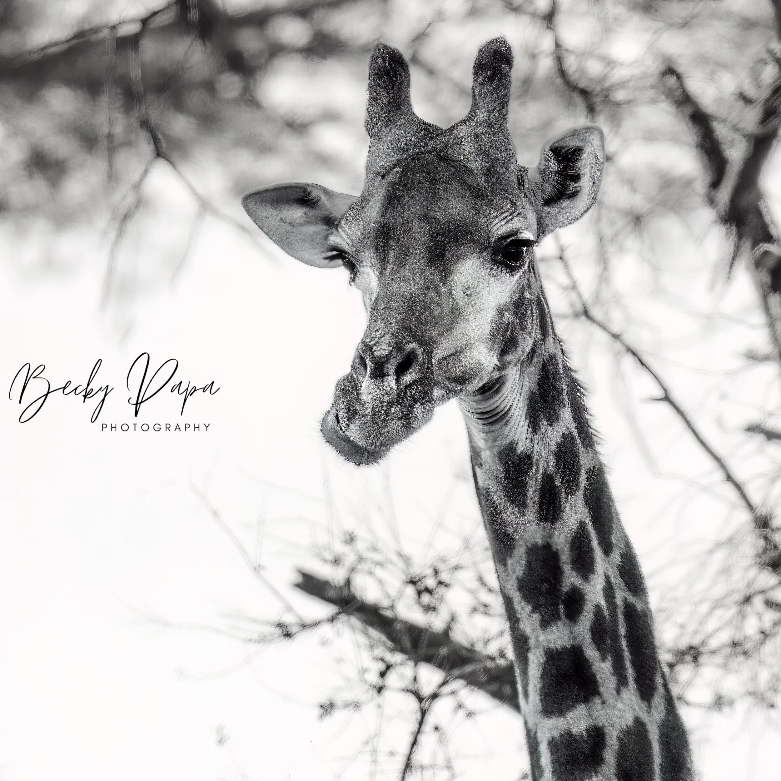  Kruger National Park, July 2022 