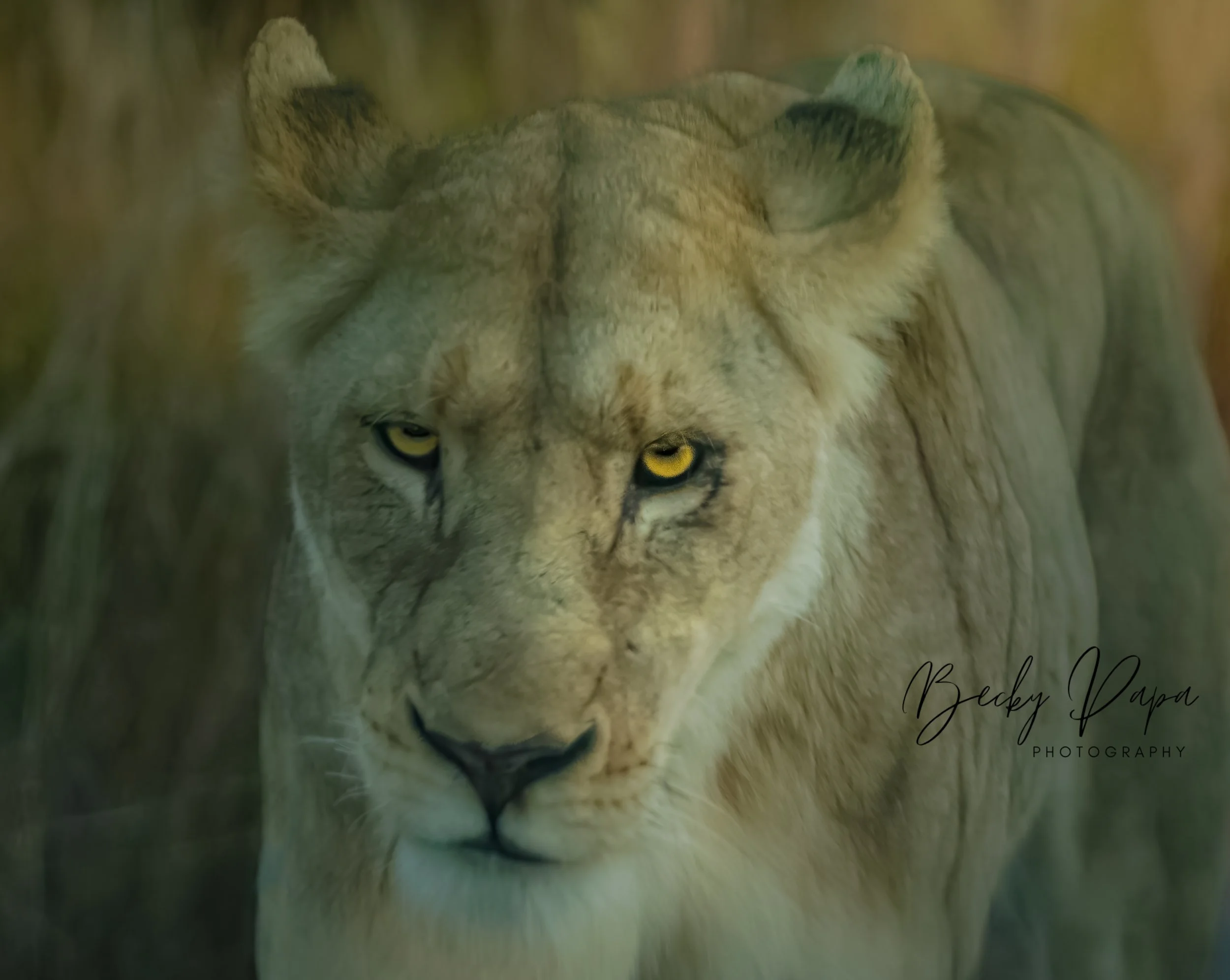  Kruger National Park, July 2022 