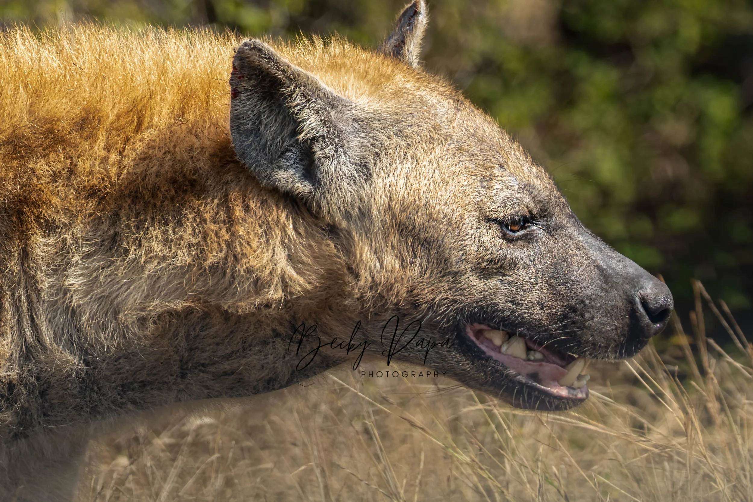  Kruger National Park, July 2022 