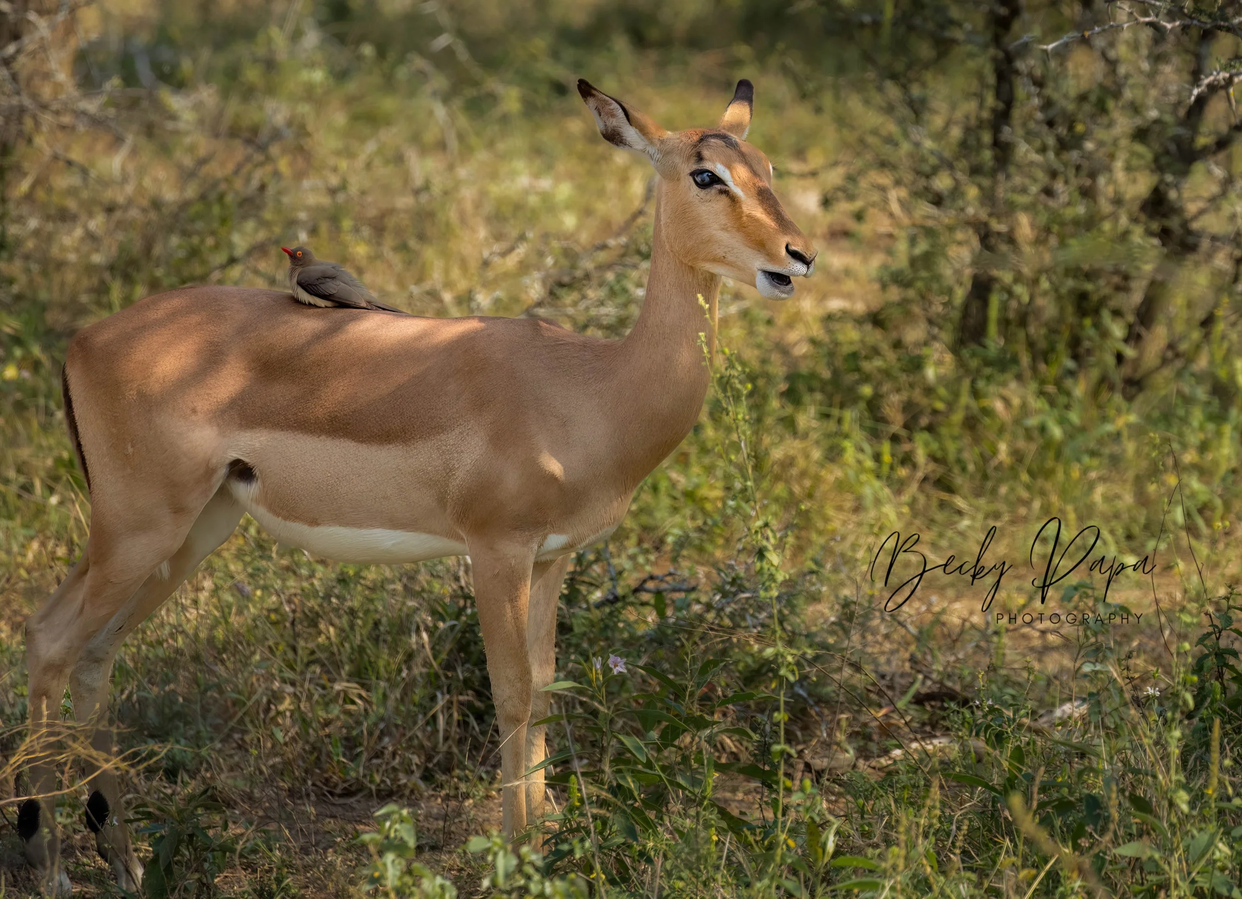 Kruger National Park, July 2022 