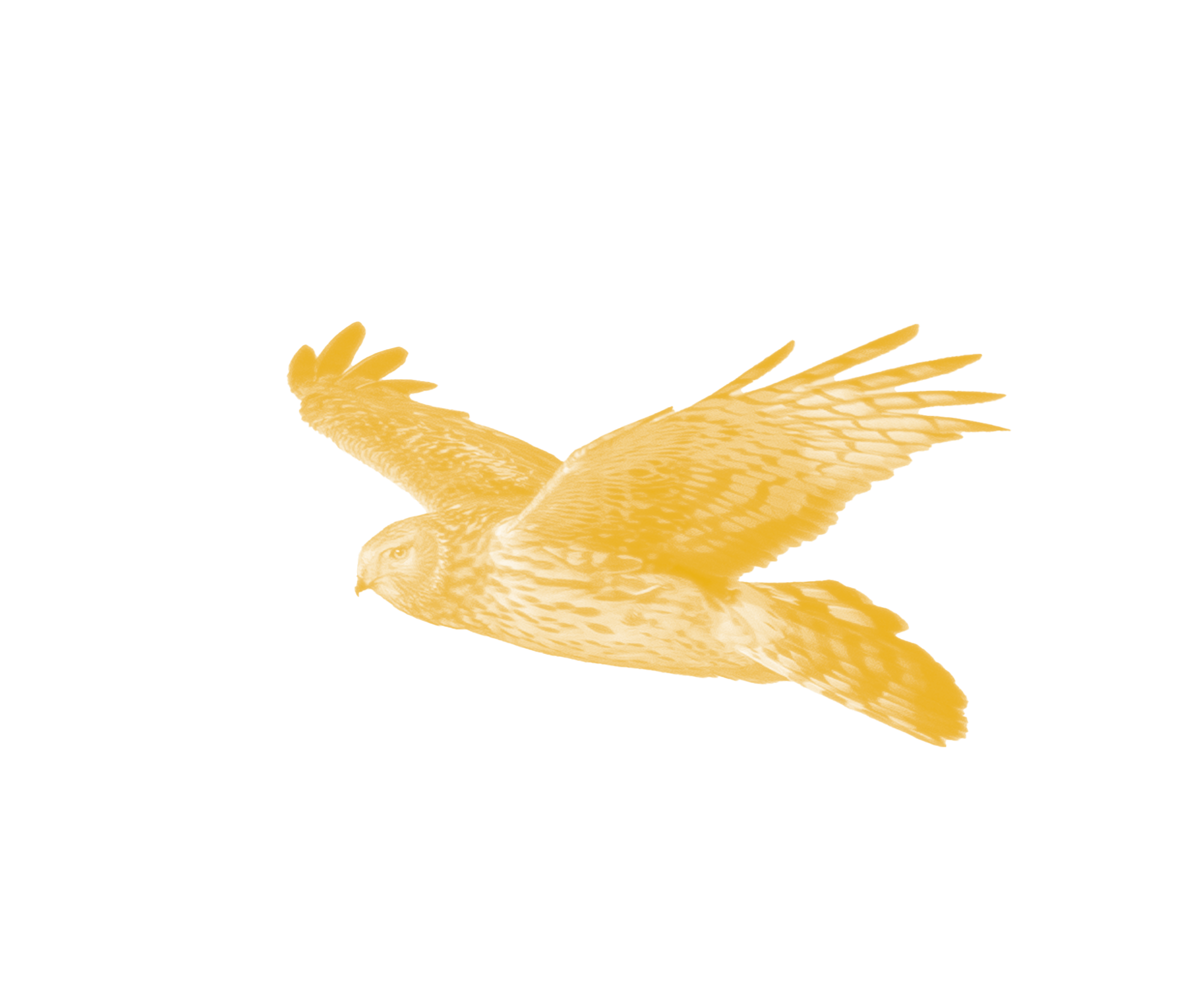 _47A2230.png